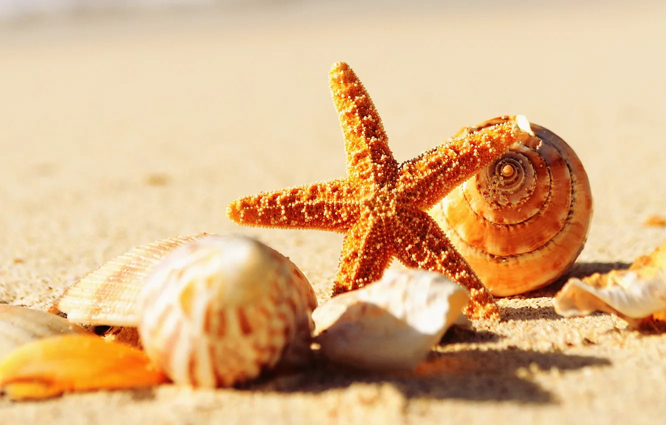 Фото обои песок, море, макро, природа, ракушки, морская звезда, sea, nature