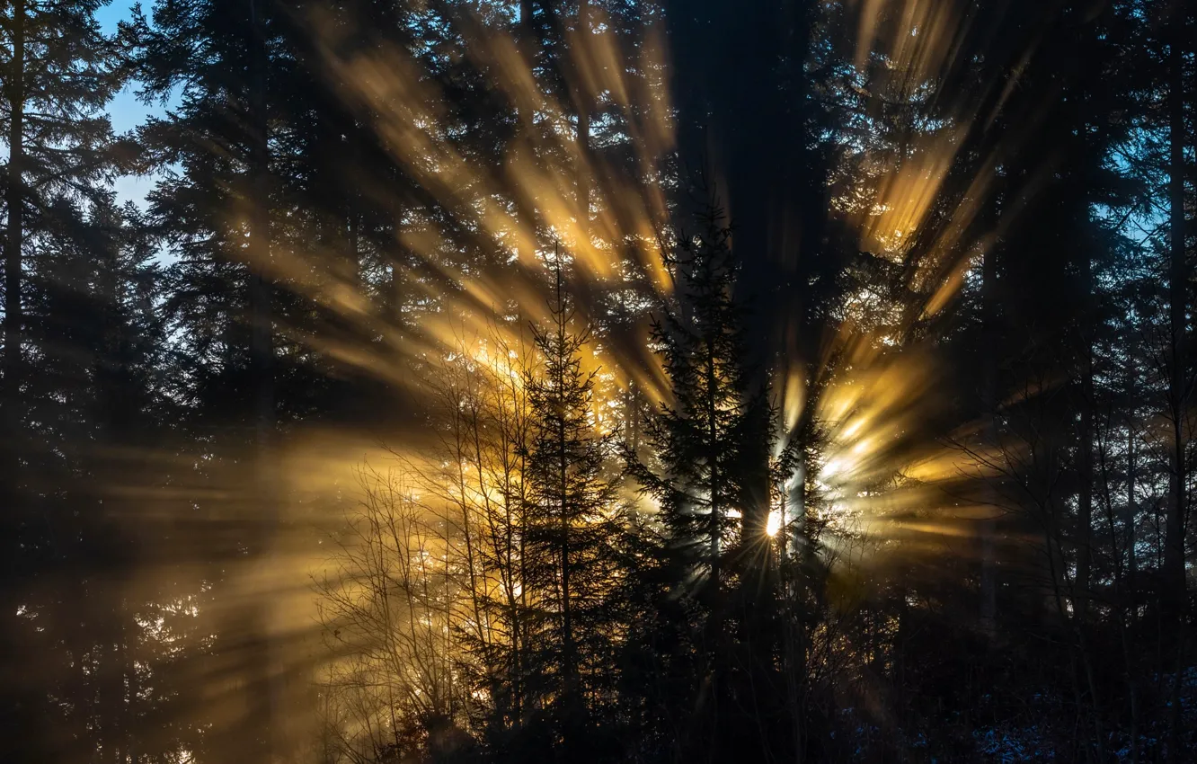 Фото обои лес, лучи, свет, деревья, природа