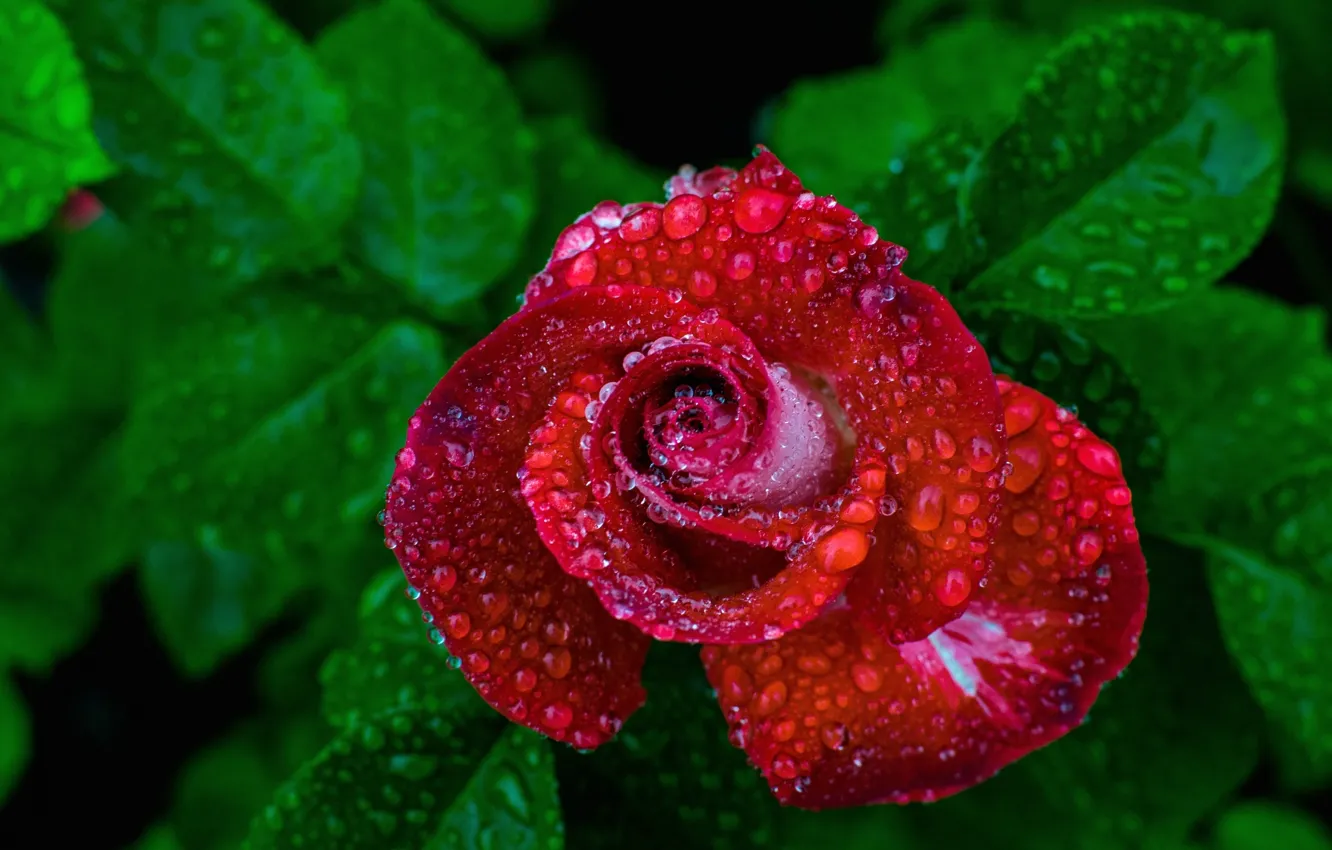 Фото обои капли, дождь, роза, бутон