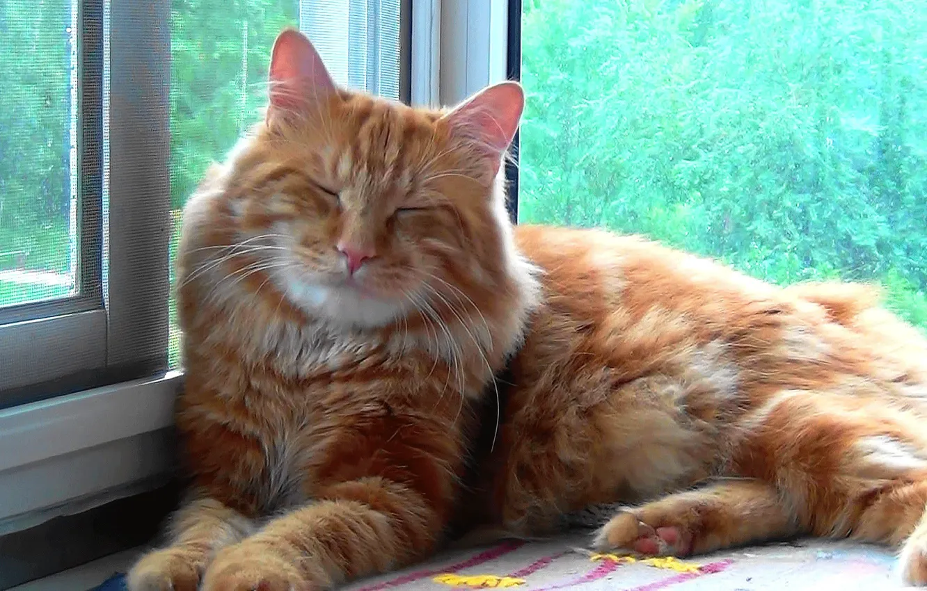 Фото обои кот, сон, Курильский бобтейл, Тимка