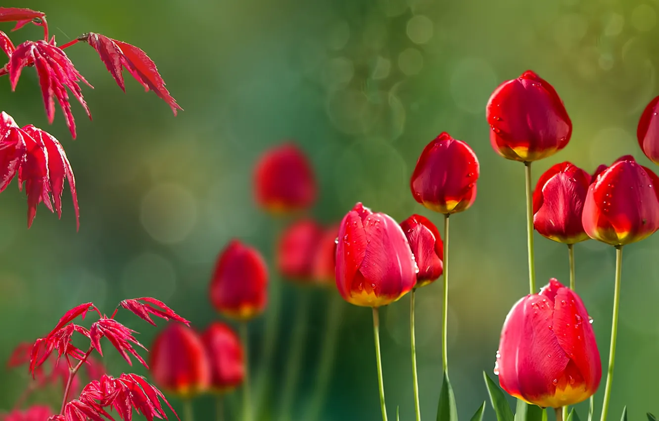 Фото обои природа, tulips, Acer