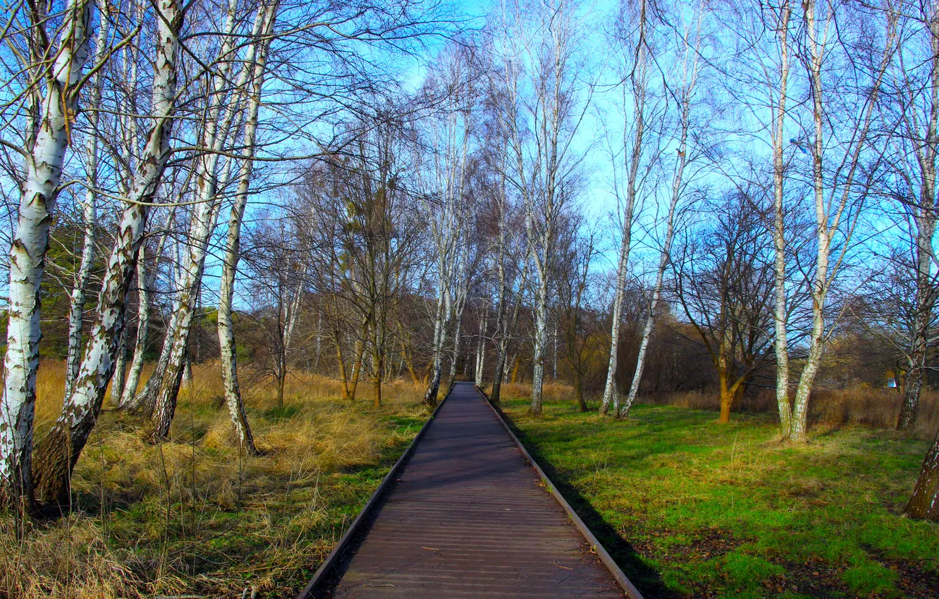 Фото обои trees, wood, park, alley