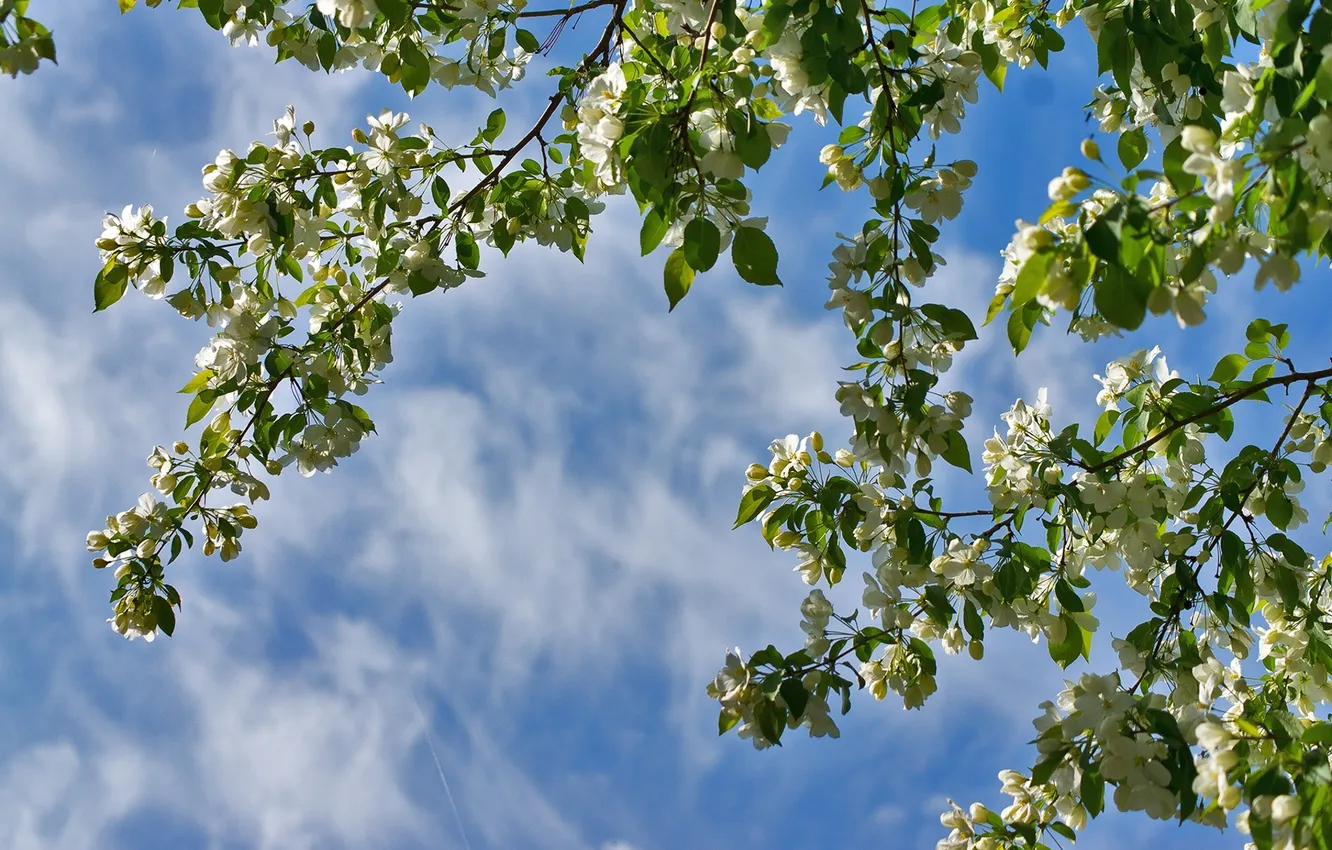 Фото обои небо, ветки, весна, яблоня