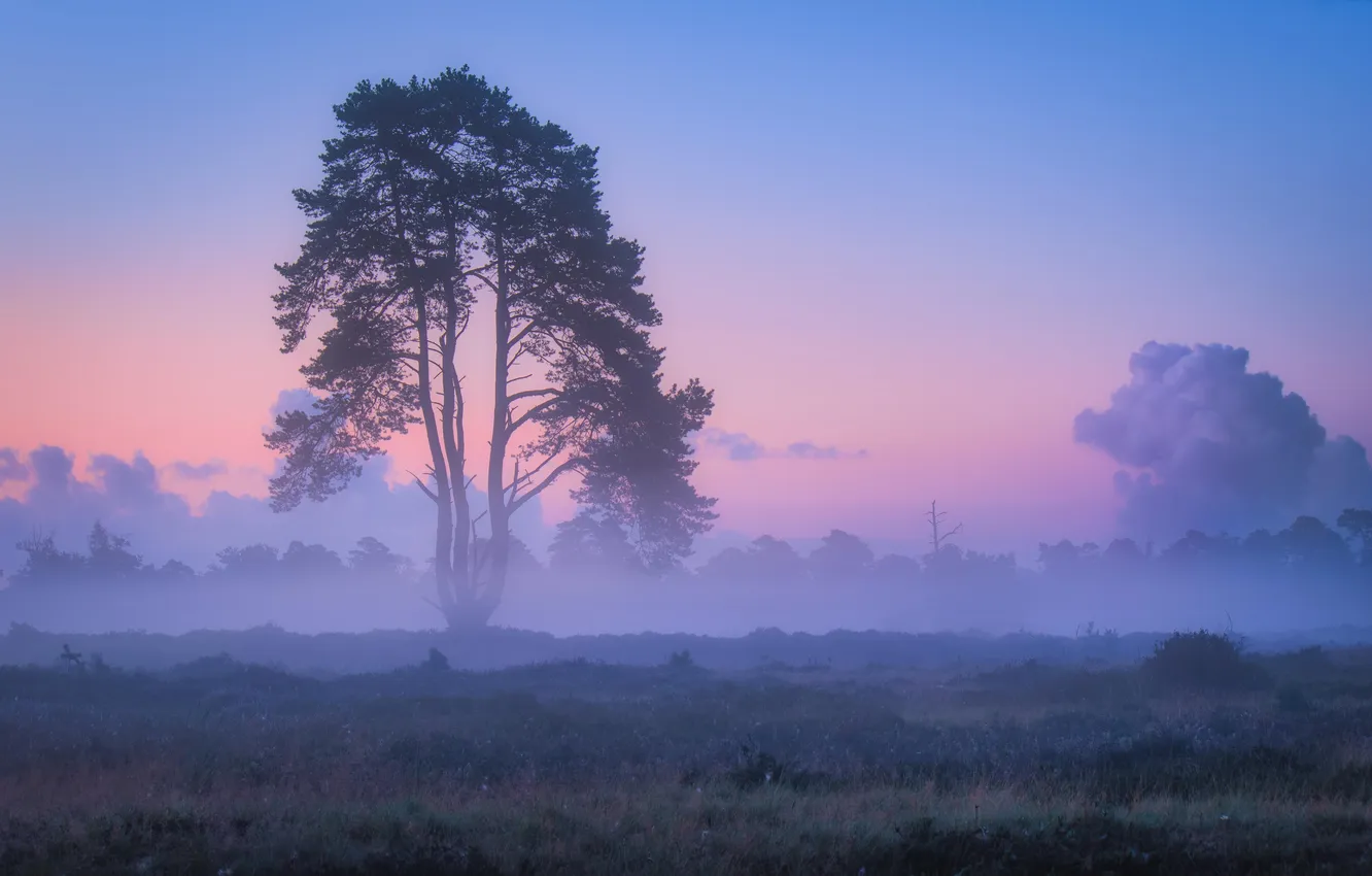 Фото обои деревья, природа, туман, рассвет