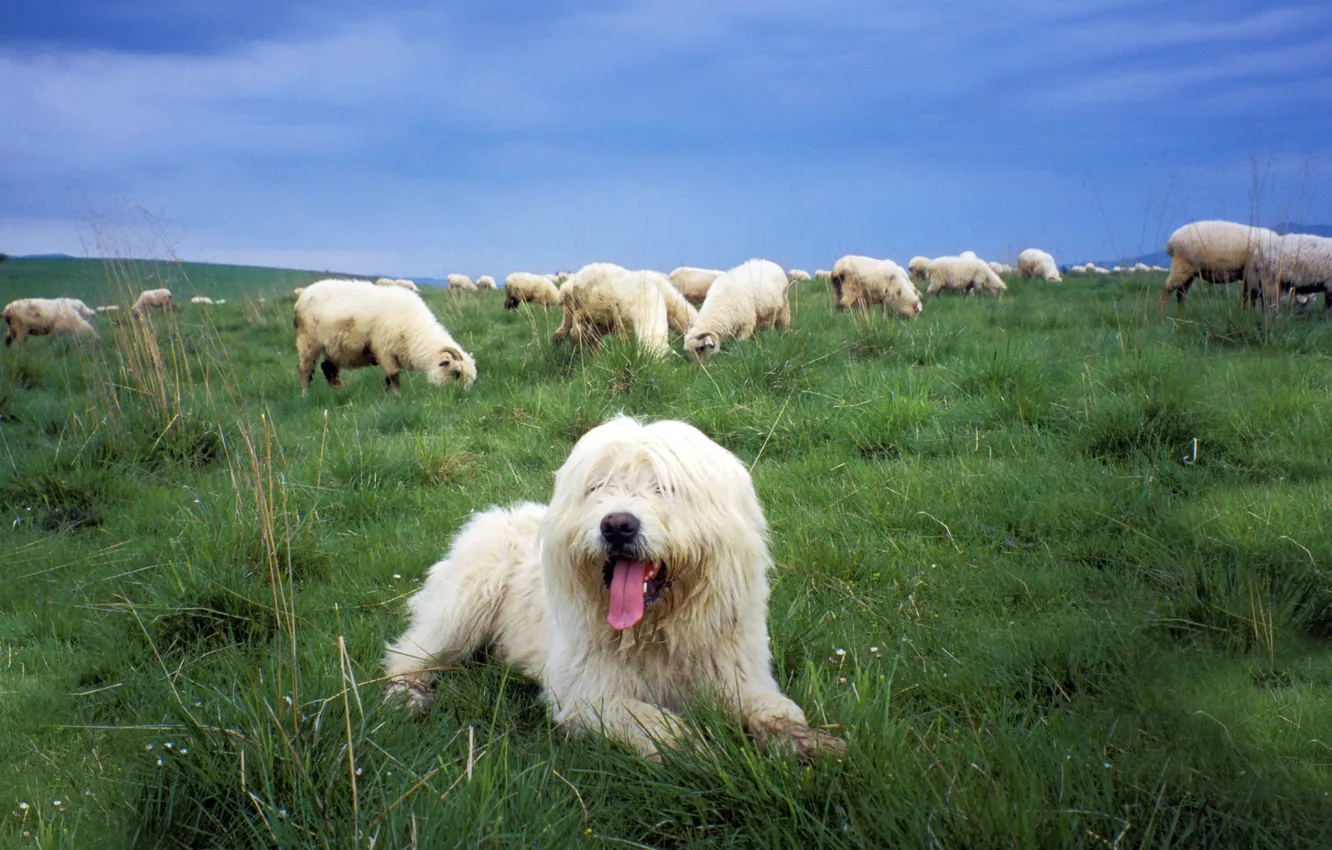 Фото обои овцы, собака, пастбище, Sheepdog, польская низинная овчарка