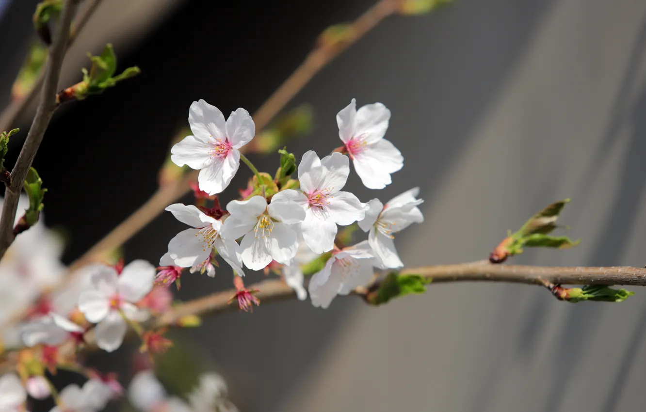 Фото обои цветы, вишня, ветка, весна, сакура, белые, серый фон, цветение