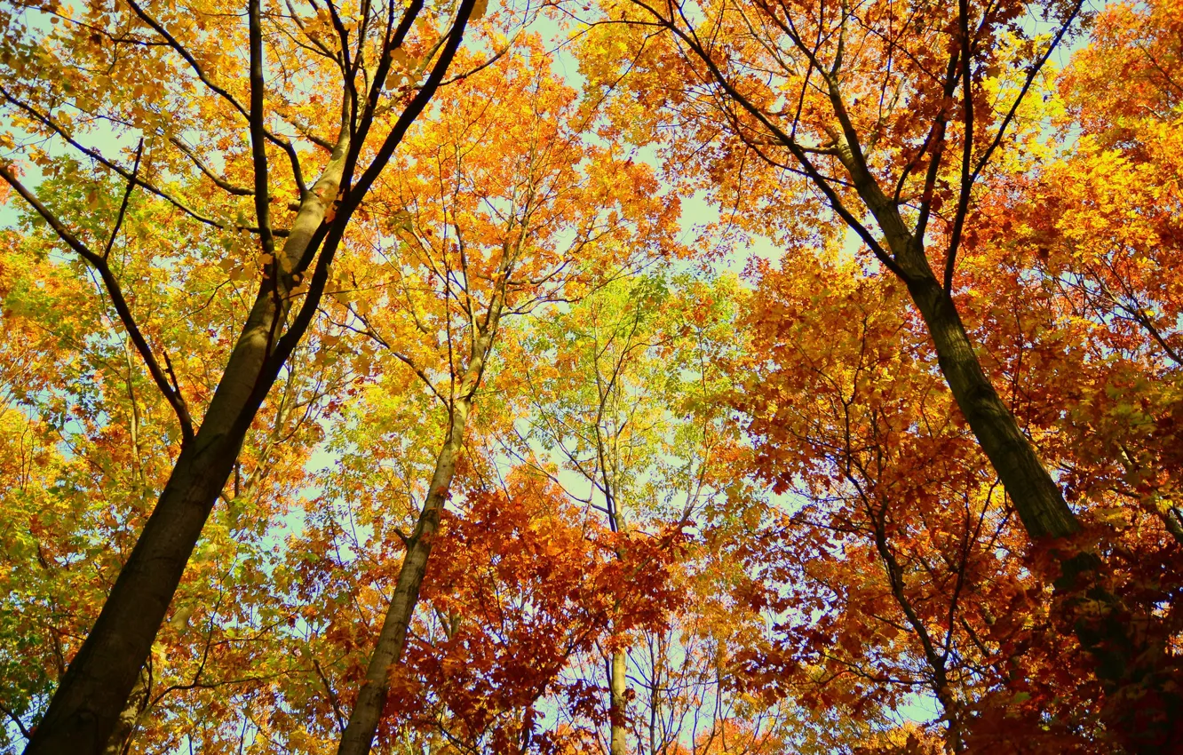 Фото обои trees, autumn, leaves, autumn colors, fall, foliage, woodland, fall colors