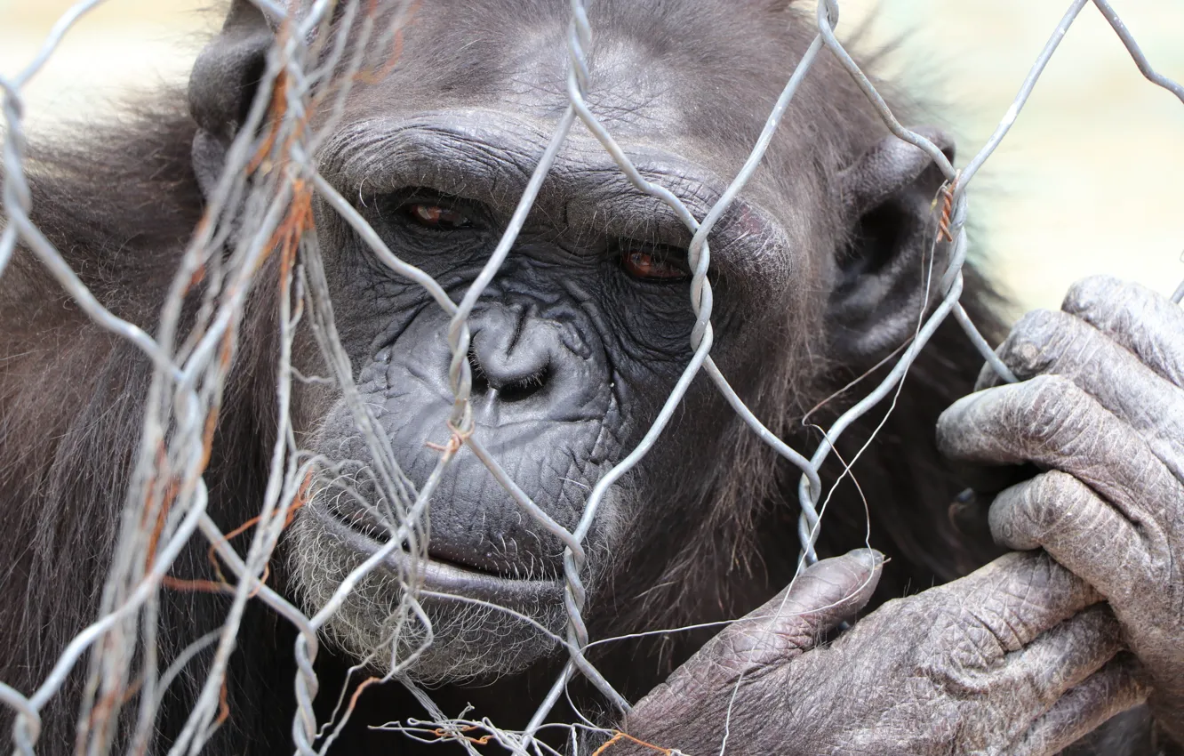 Фото обои animal, Monkey, Zoo, Gorilla, black monkey