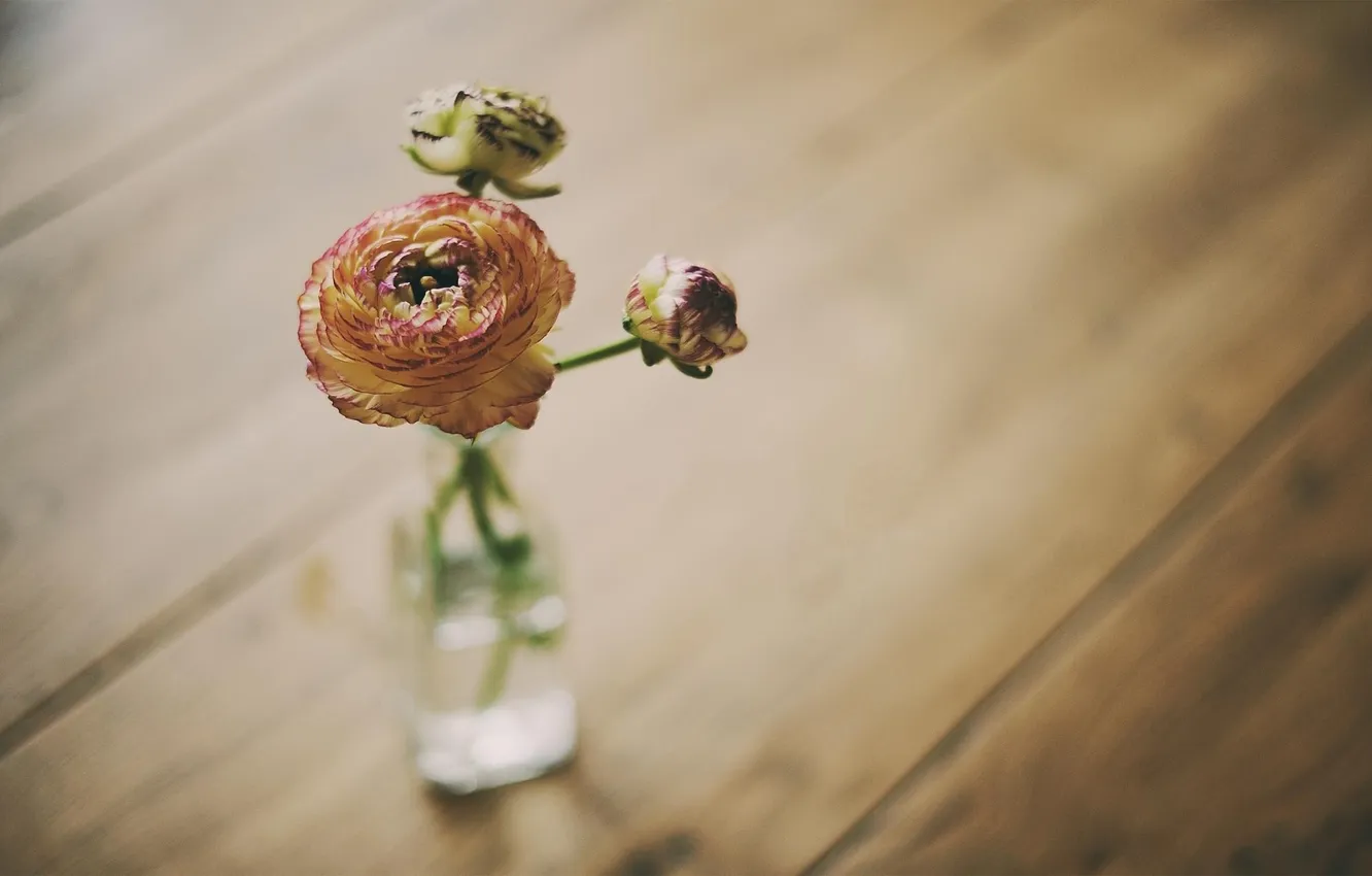 Фото обои цветок, обои, роза, ваза