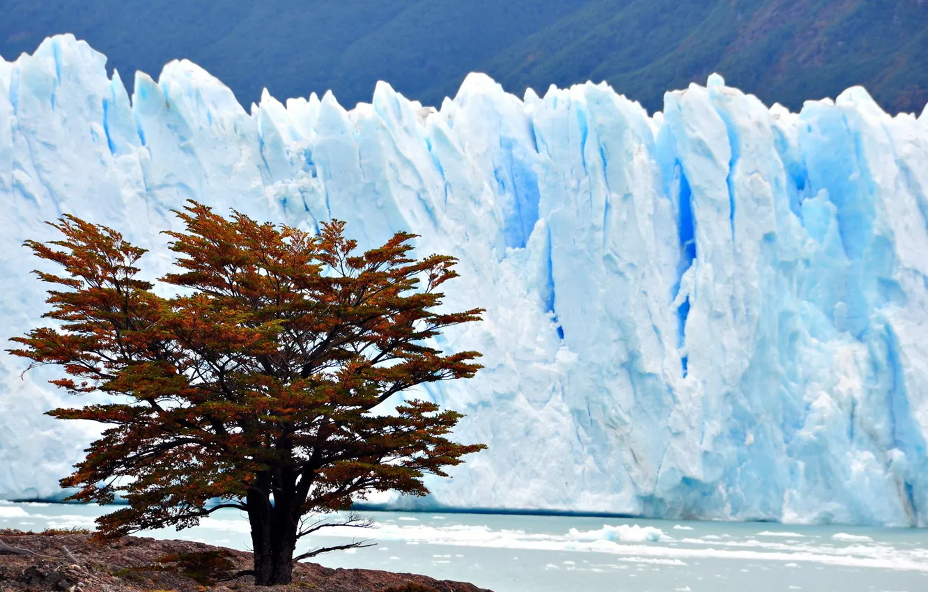 Фото обои природа, дерево, лёд