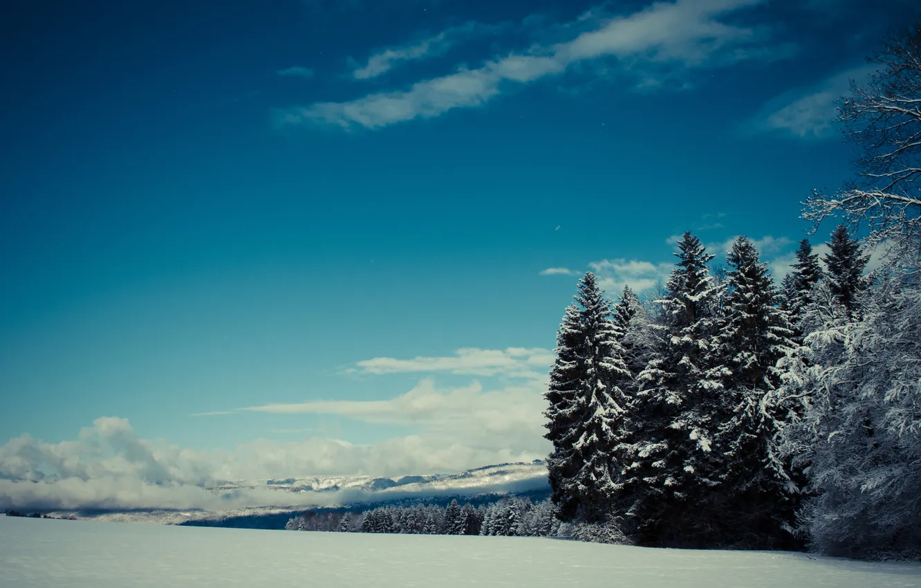 Фото обои лес, снег, горы