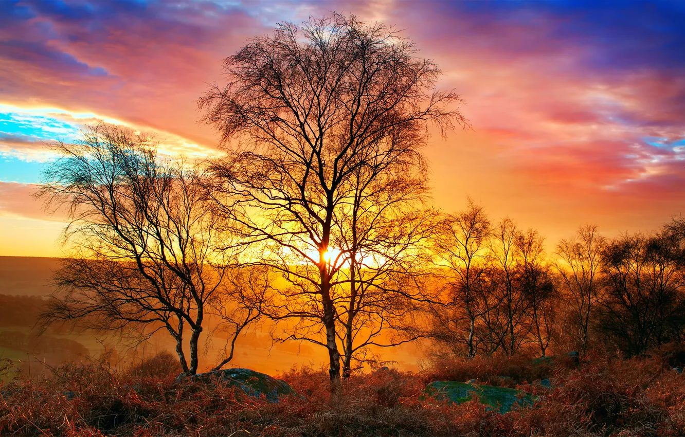 Фото обои осень, небо, солнце, свет, природа, тепло, дерево