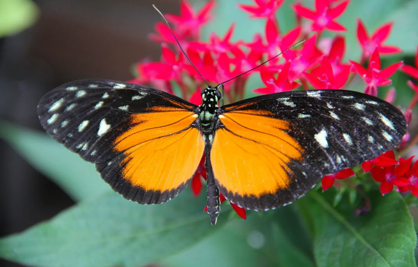 Фото обои wings, butterfly, flowers, beautiful, close up