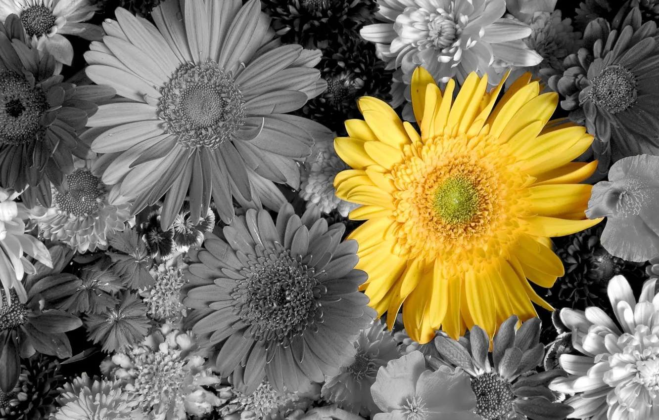 Фото обои цветы, желтый, букет, лепестки, герберы