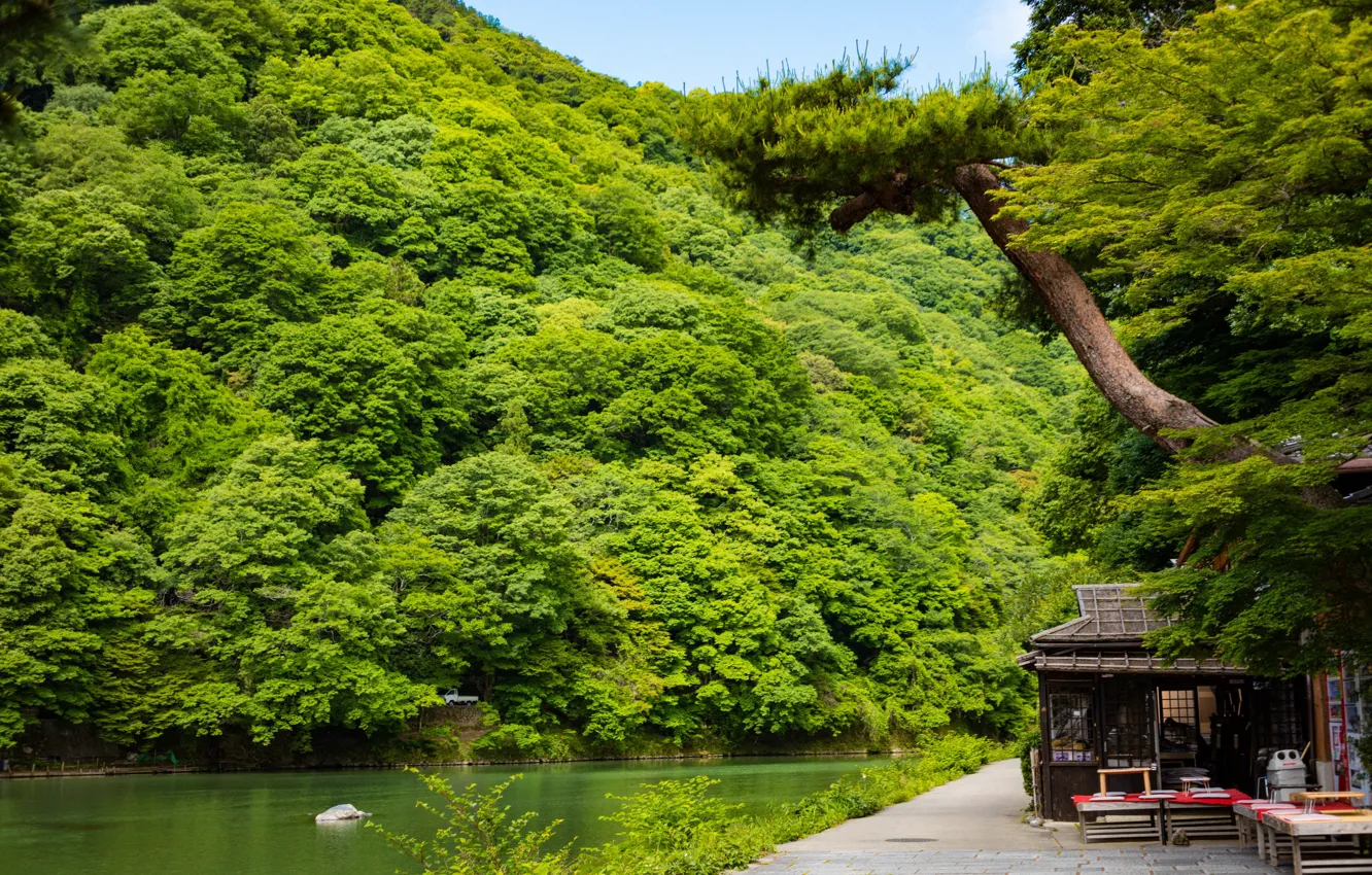 Фото обои лес, озеро, побережье, Япония, Japan, Kyoto, Киото, coast