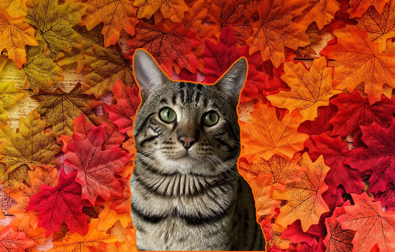 Фото обои осень, кот, бенгальский