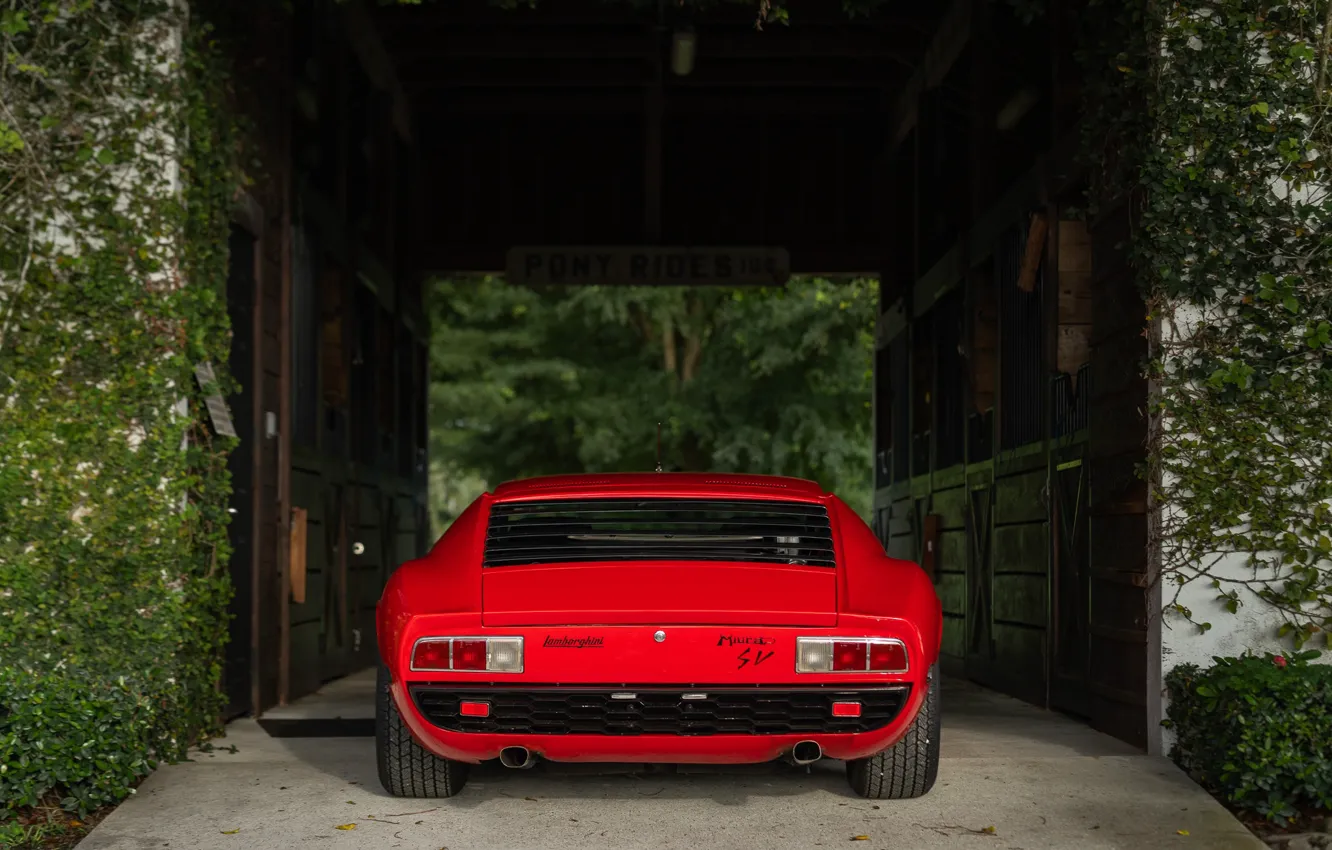 Фото обои Lamborghini, 1971, lambo, Miura, rear view, Lamborghini Miura P400 SV