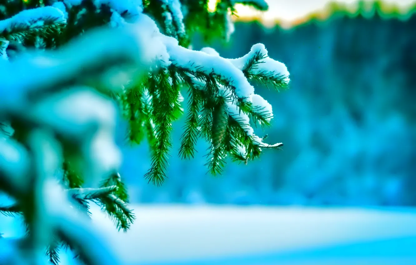Фото обои холод, зима, макро, снег, иголки, природа, елка, веточки