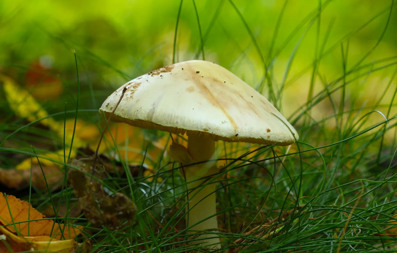 Фото обои forest, mushroom, litter