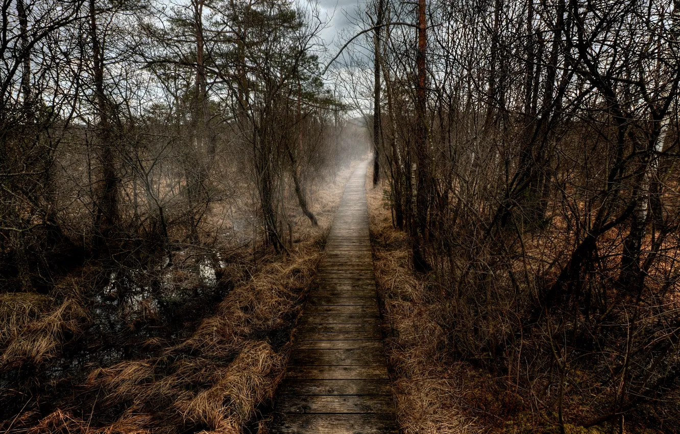 Фото обои туман, Осень, дорожка, autumn, fog, path