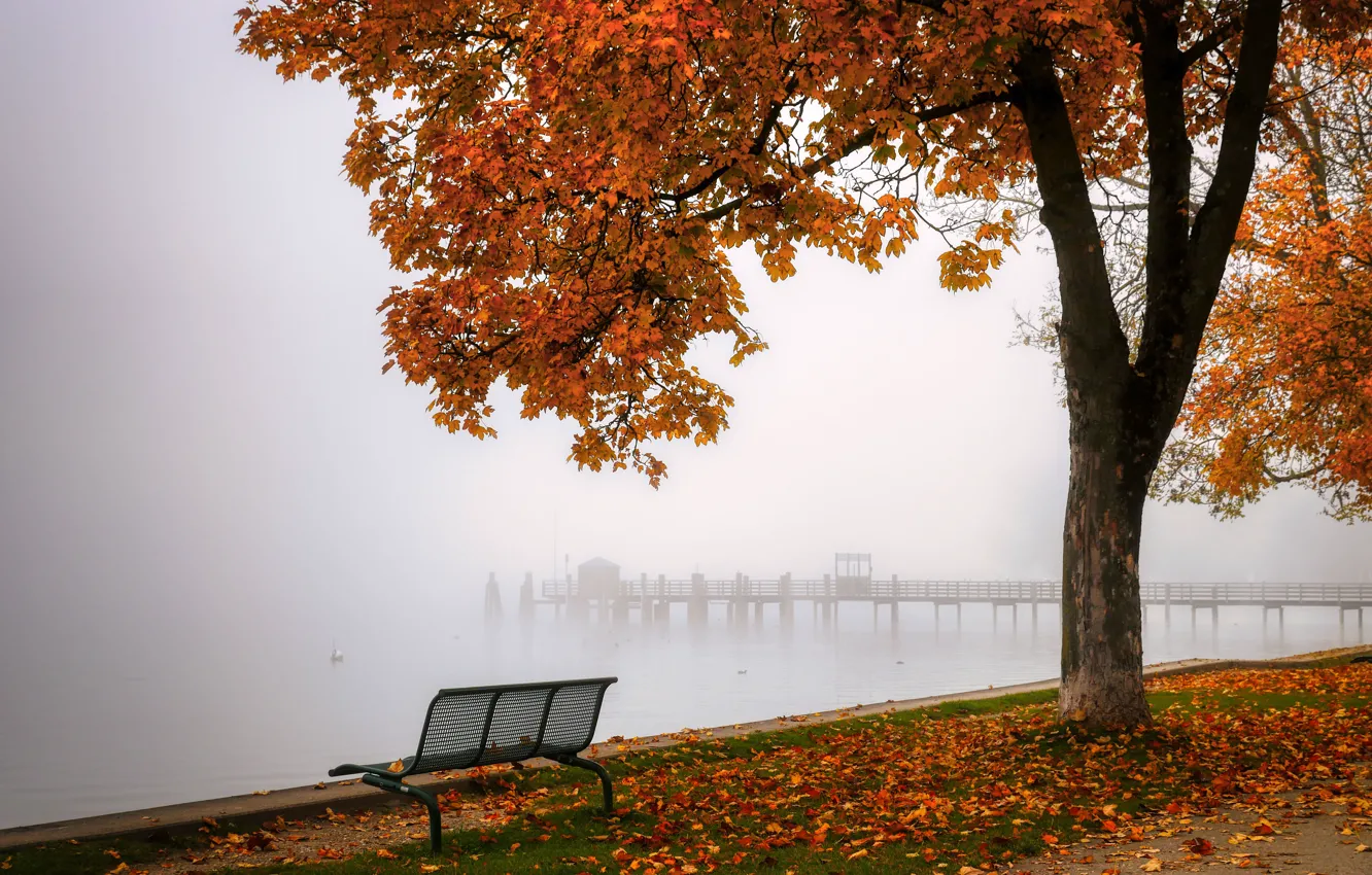 Фото обои осень, скамейка, туман, дерево, берег, листва, лавочка, водоем