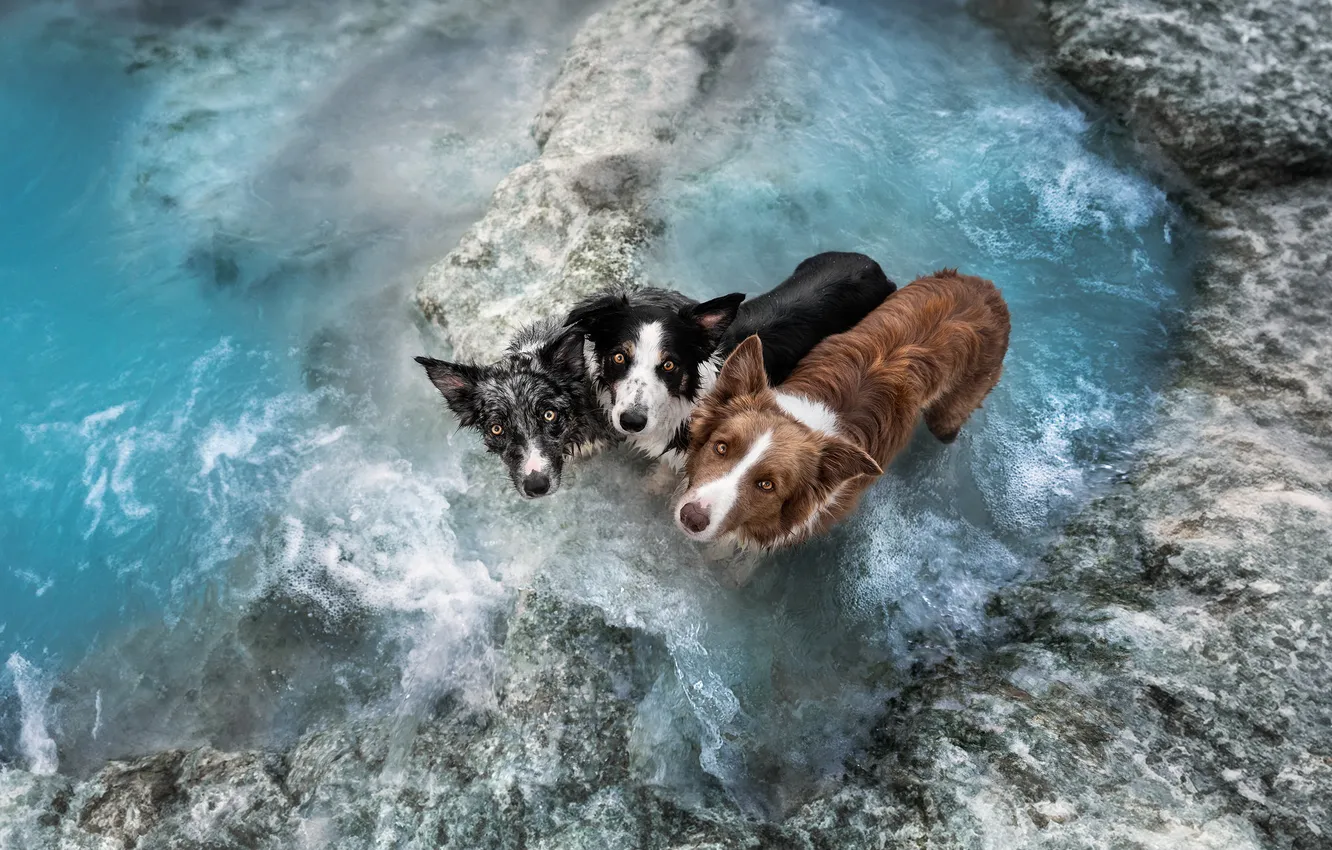 Фото обои фон, друг, собака