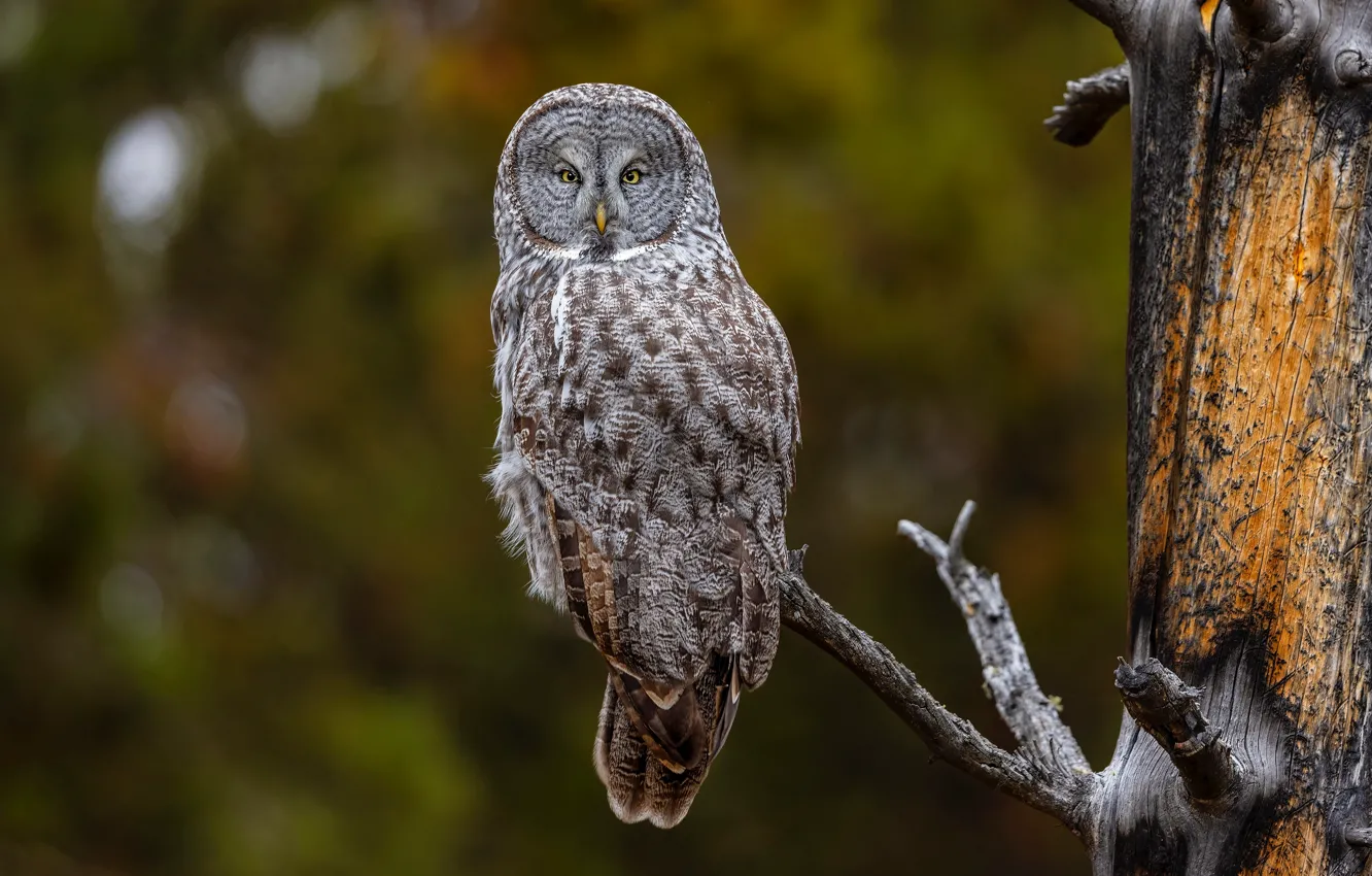 Фото обои взгляд, деревья, природа, сова, птица, сук, боке, неясыть