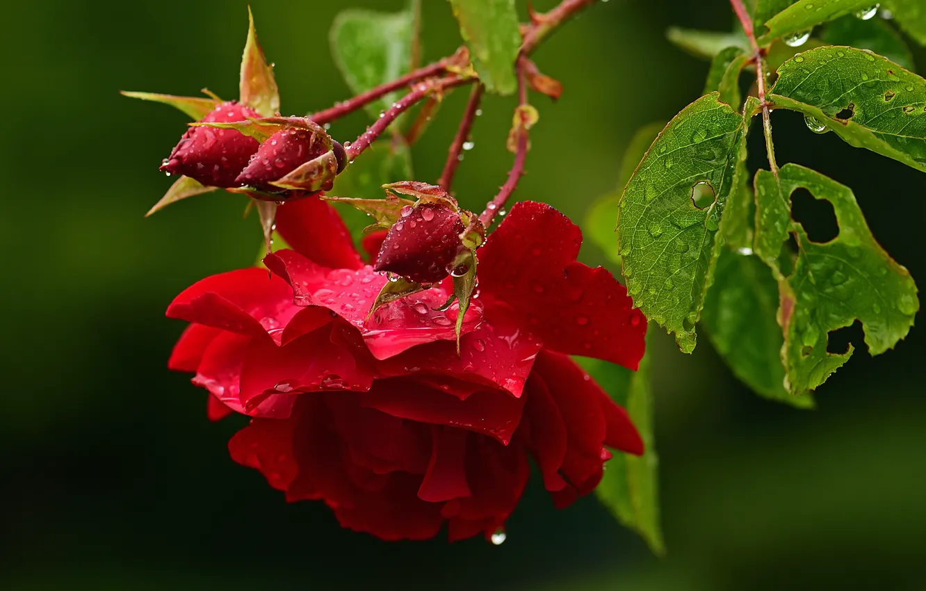 Фото обои листья, капли, цветы, роза, розы, ветка, красные, красная