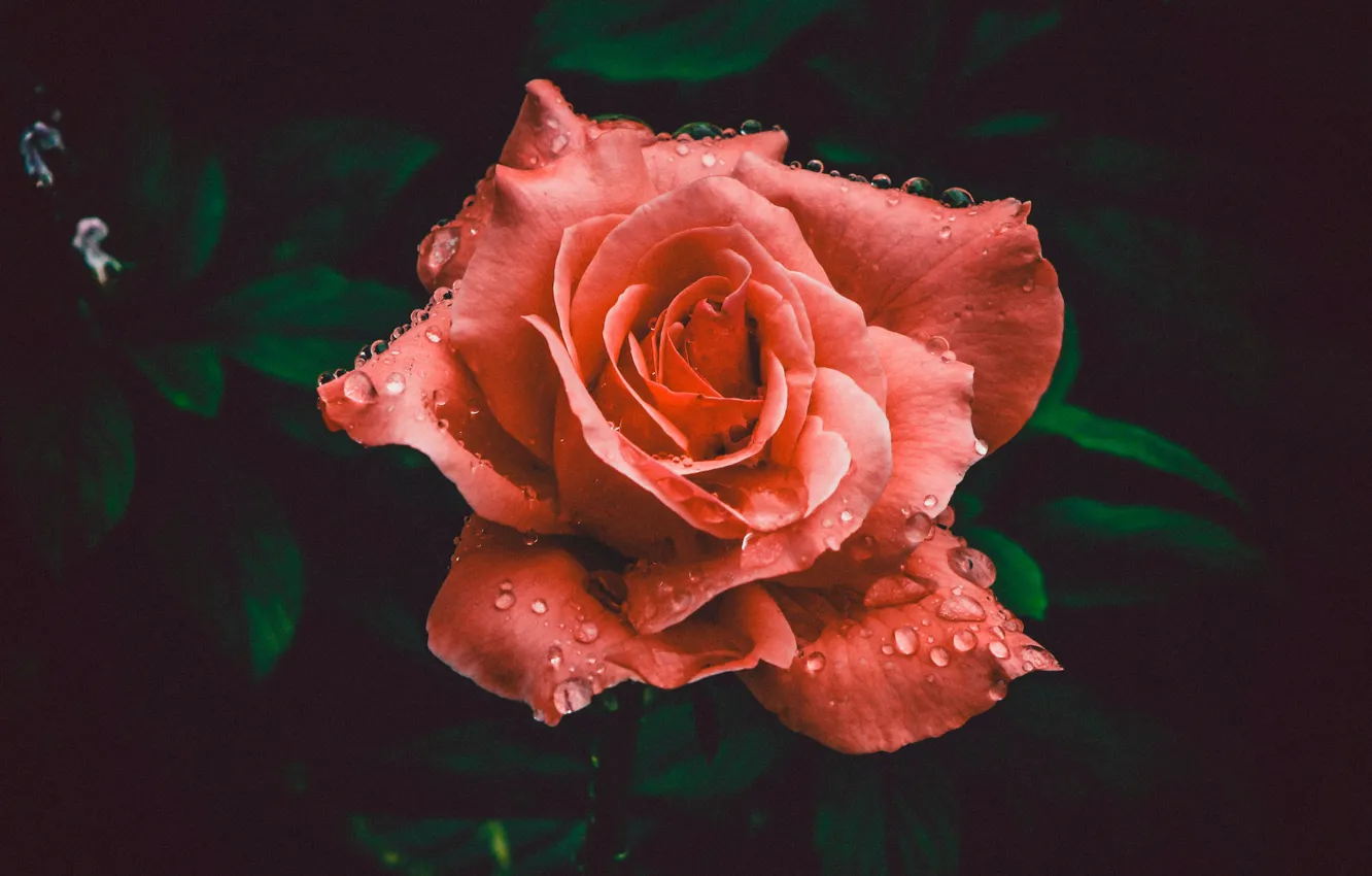 Фото обои Роза, Цветок, Лепестки, Flower, Colors, Flora, Blooming, Bloom