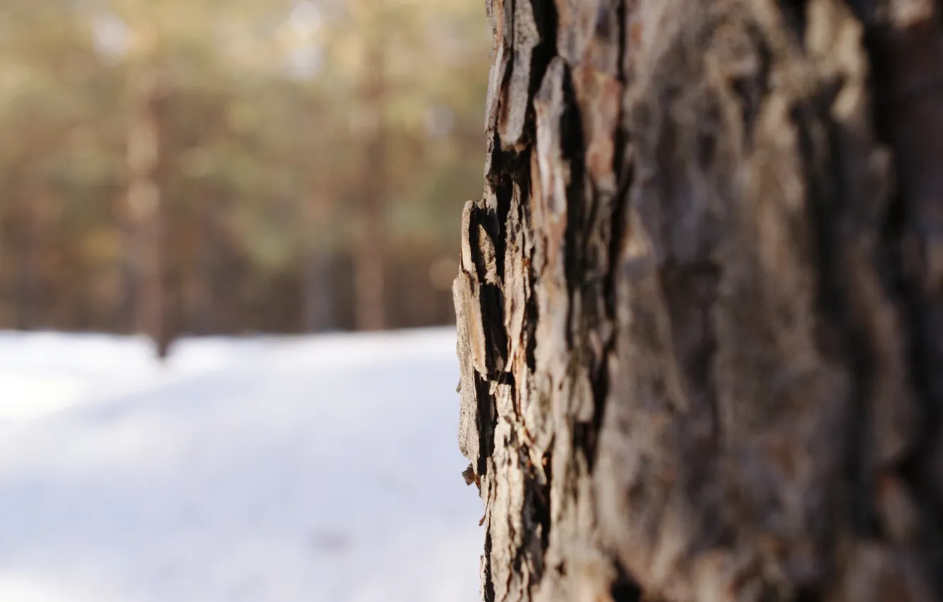 Фото обои макро, снег, дерево, кора