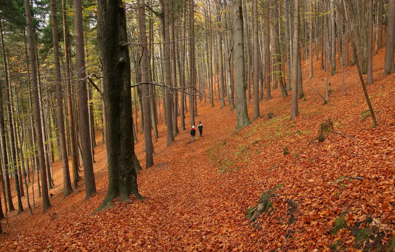 Фото обои осень, лес, прогулка