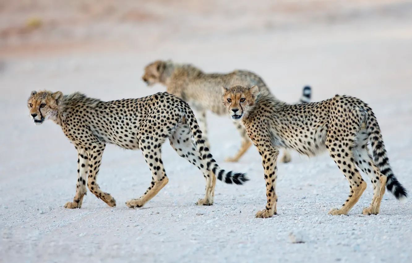 Фото обои природа, звери, Cheetah cubs