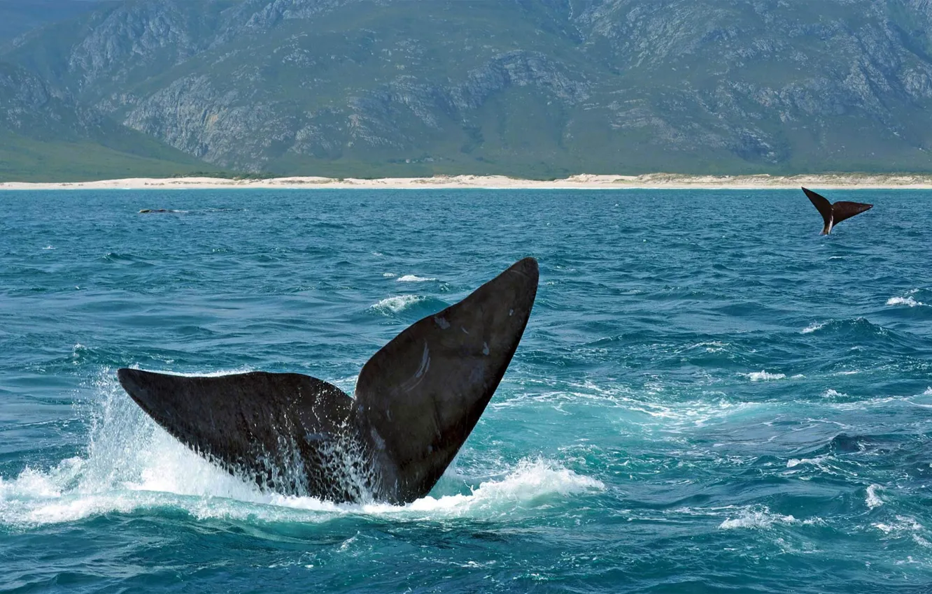 Фото обои море, животное, хвост, южный гладкий кит
