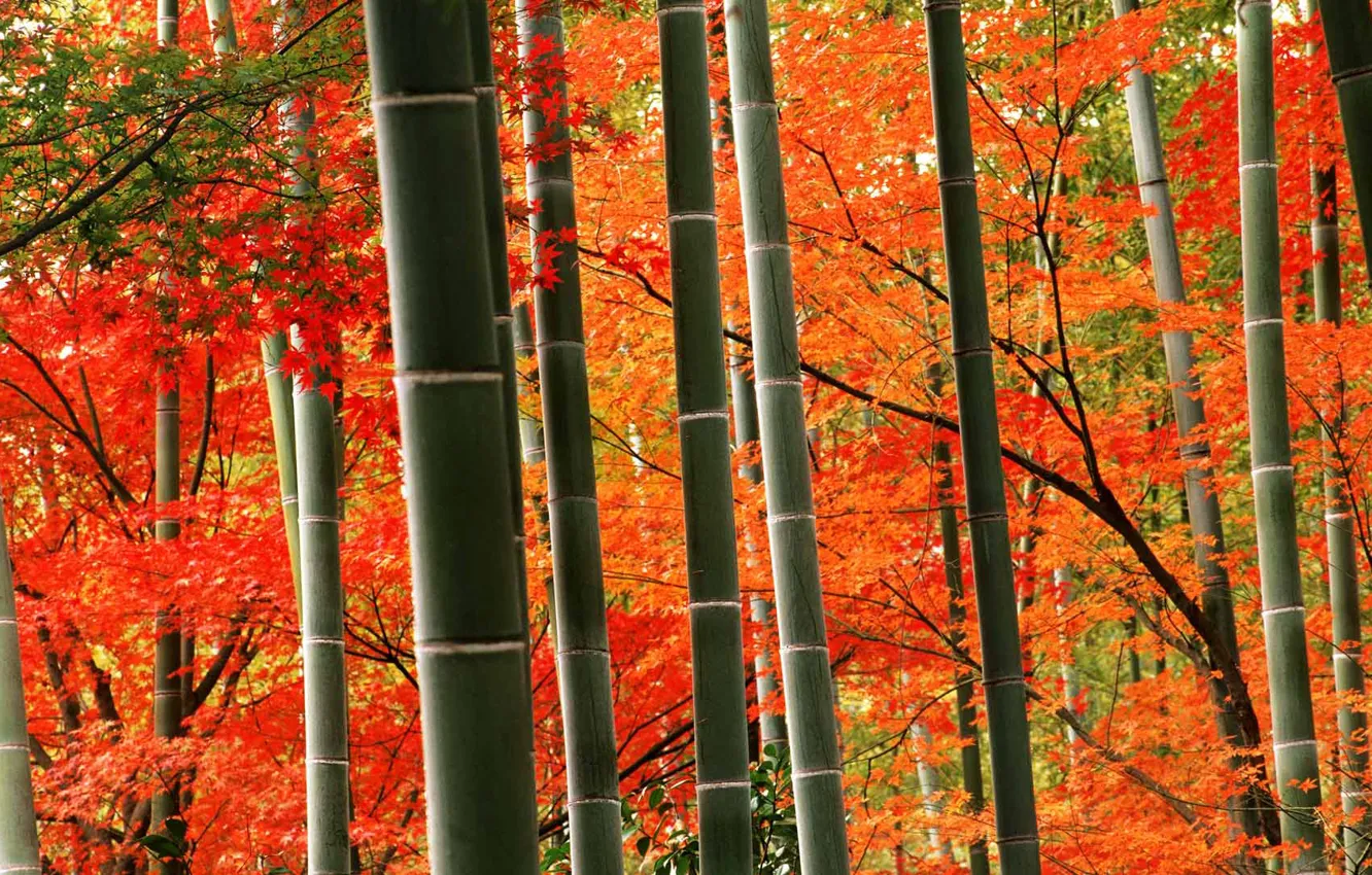 Фото обои осень, бамбук, Япония, Киото, парк Арасияма