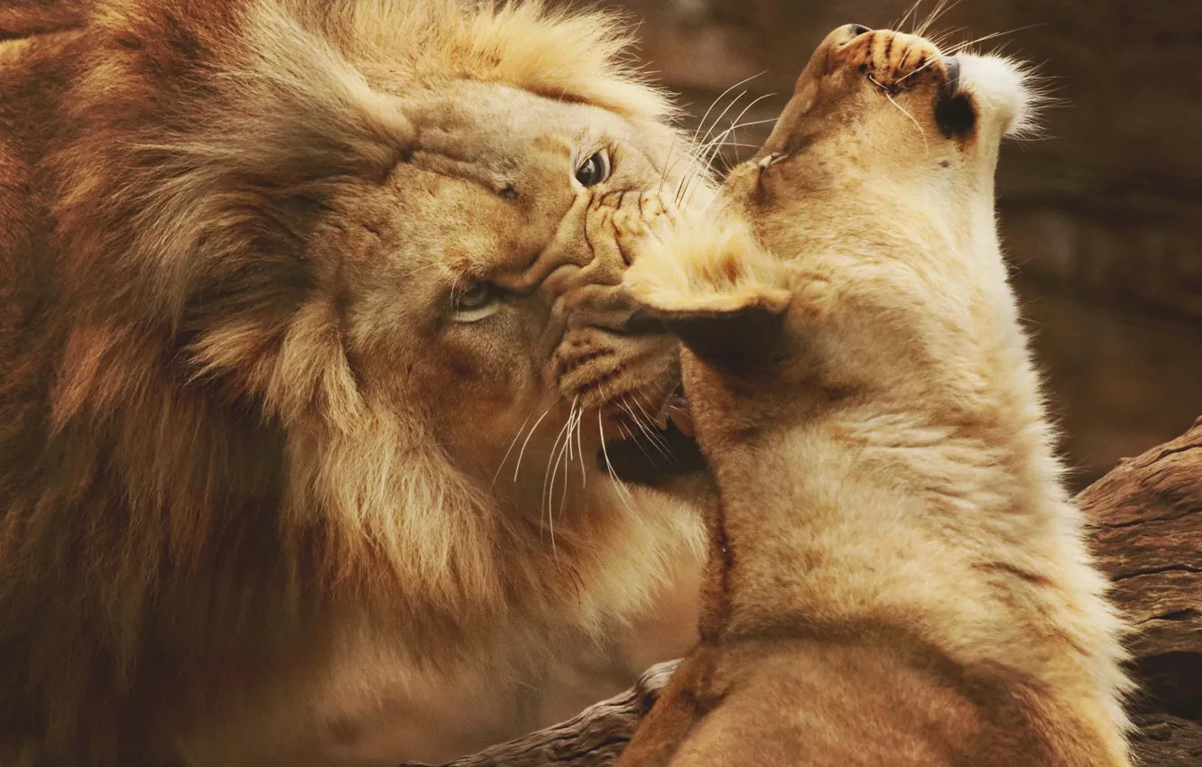 Фото обои любовь, хищники, лев, дикие кошки, львы, львица