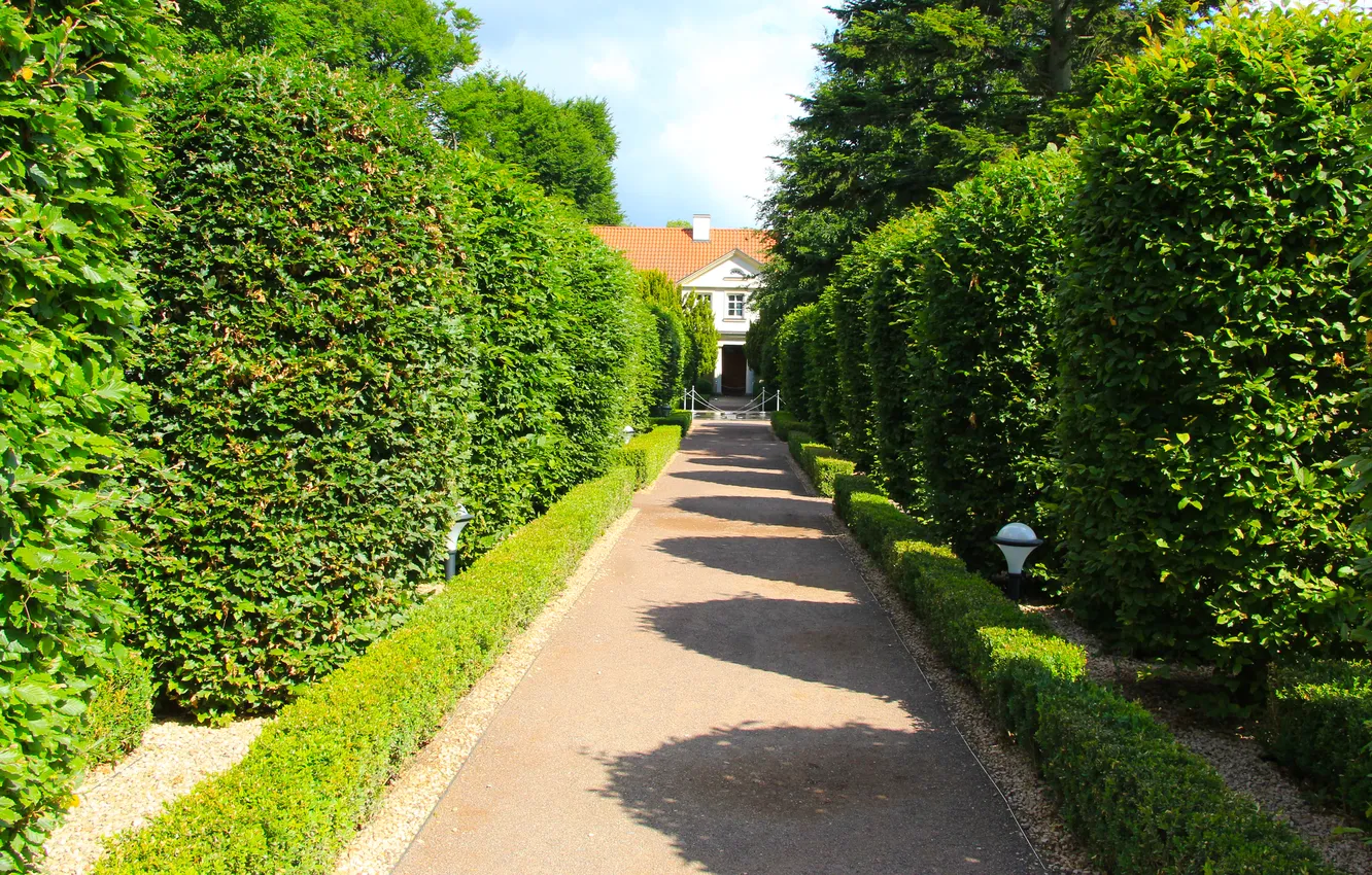 Фото обои trees, park, alley