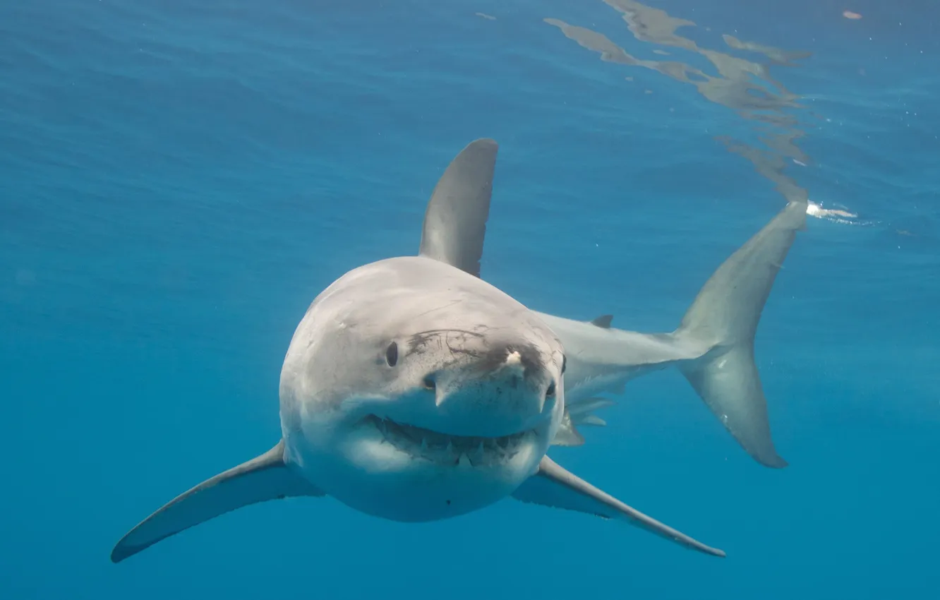 Фото обои white, underwater, nature, water, background, animal, shark, great