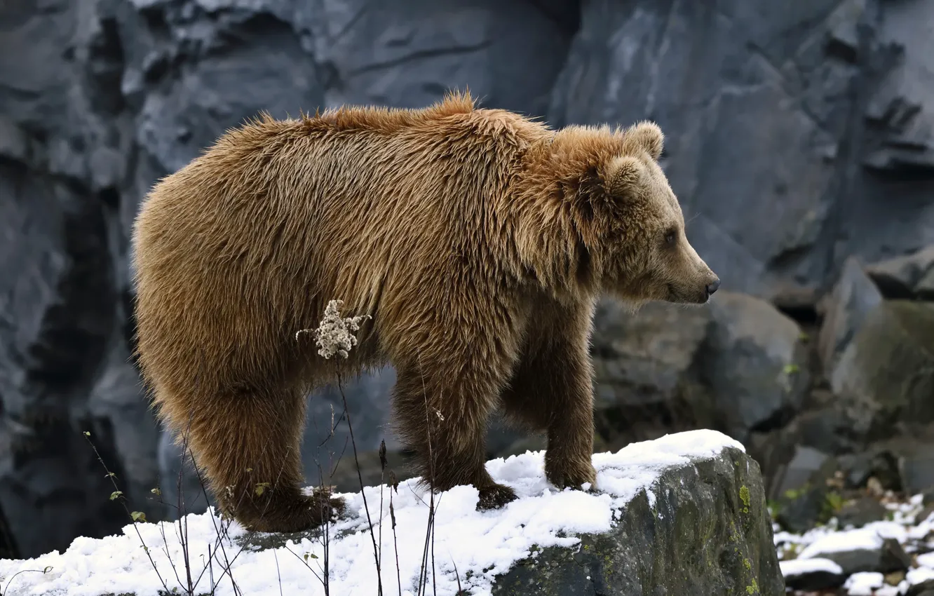 Фото обои снег, скала, медведь