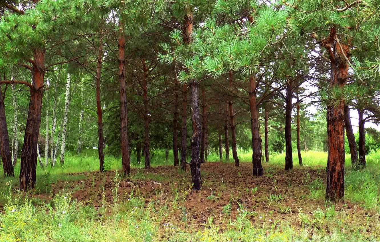 Фото обои лес, лето, поляна, шишки, Сосна, Сибирь