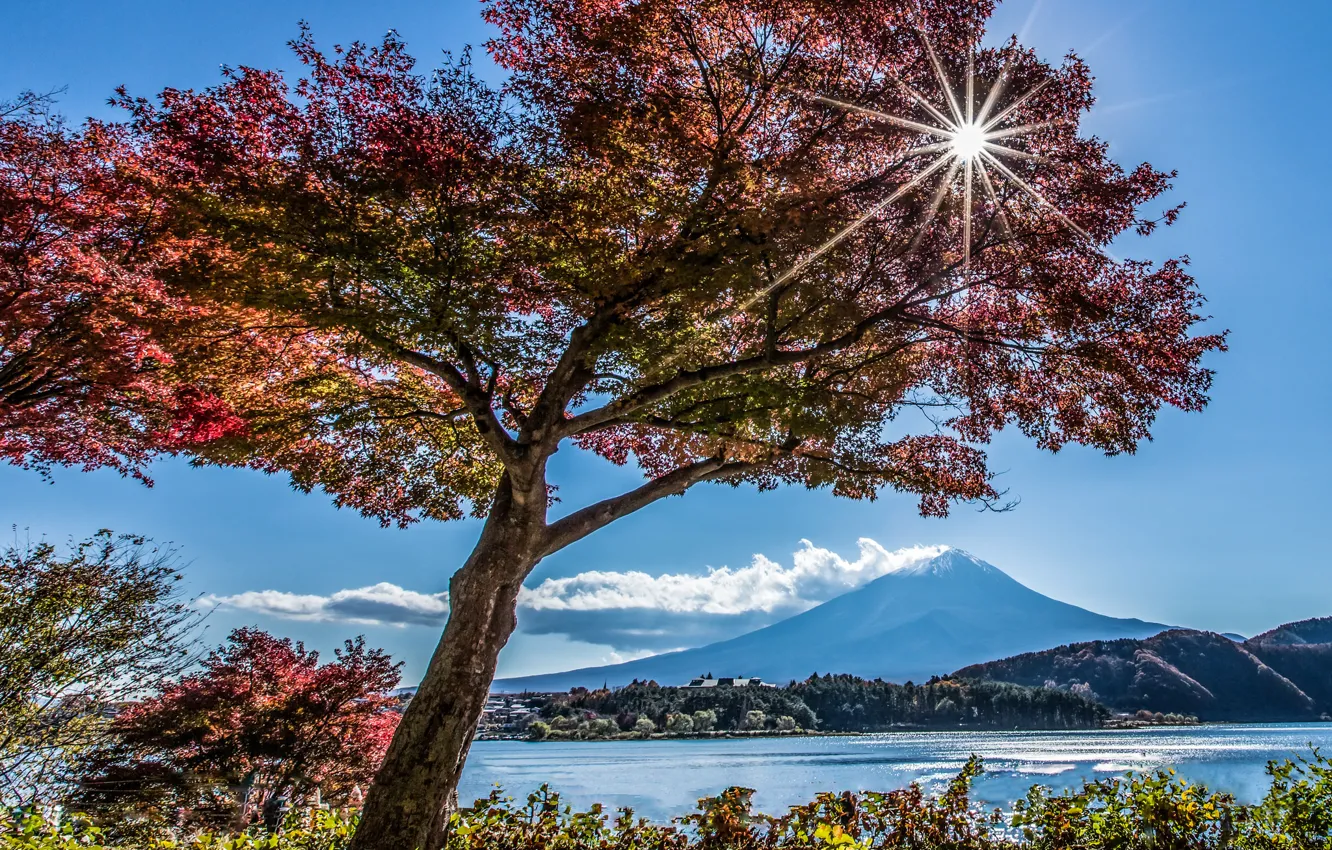 Фото обои осень, озеро, дерево, гора, Япония, Фудзияма