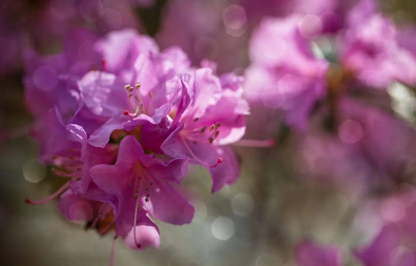 Фото обои цветы, розовые, рододендрон, азалия