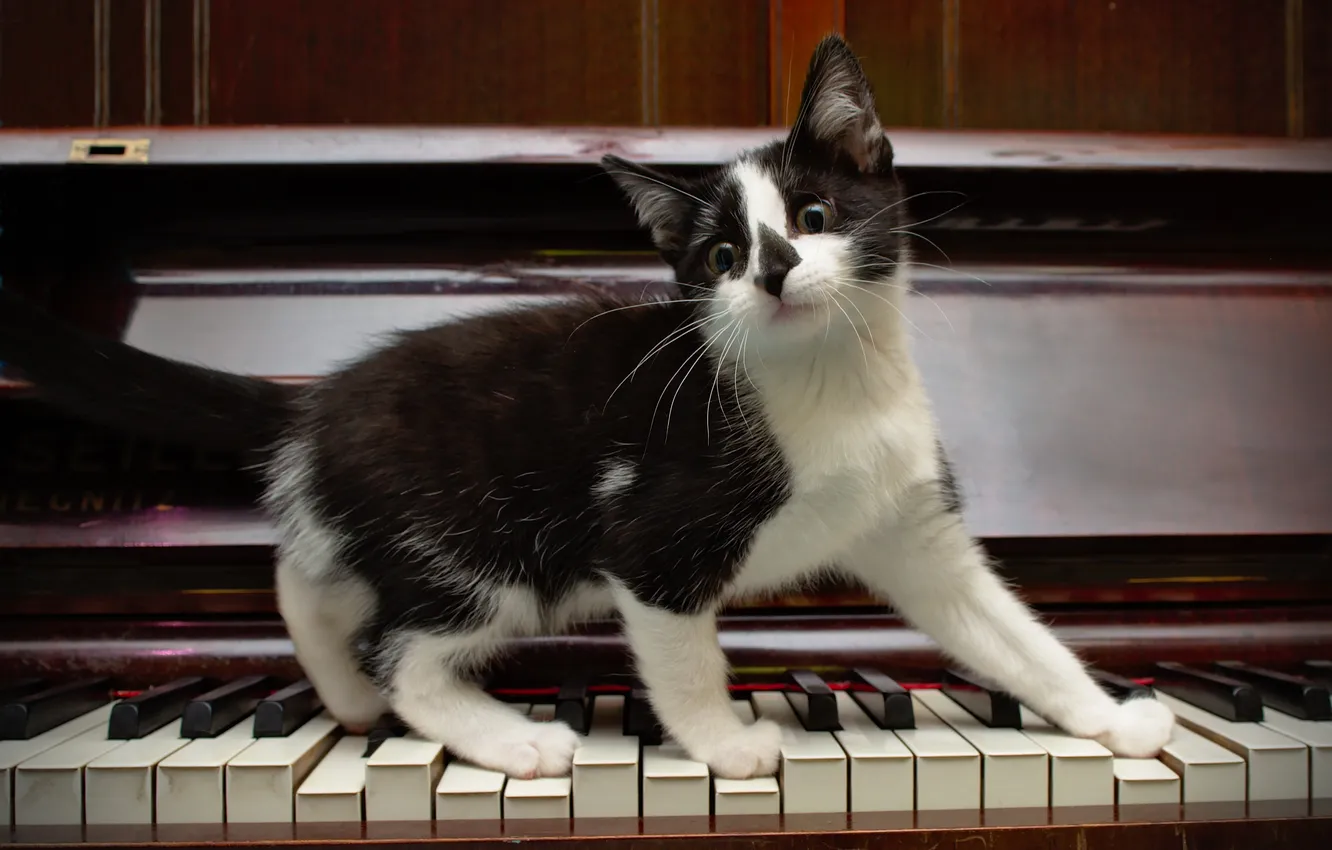 Фото обои клавиши, котёнок, пианино