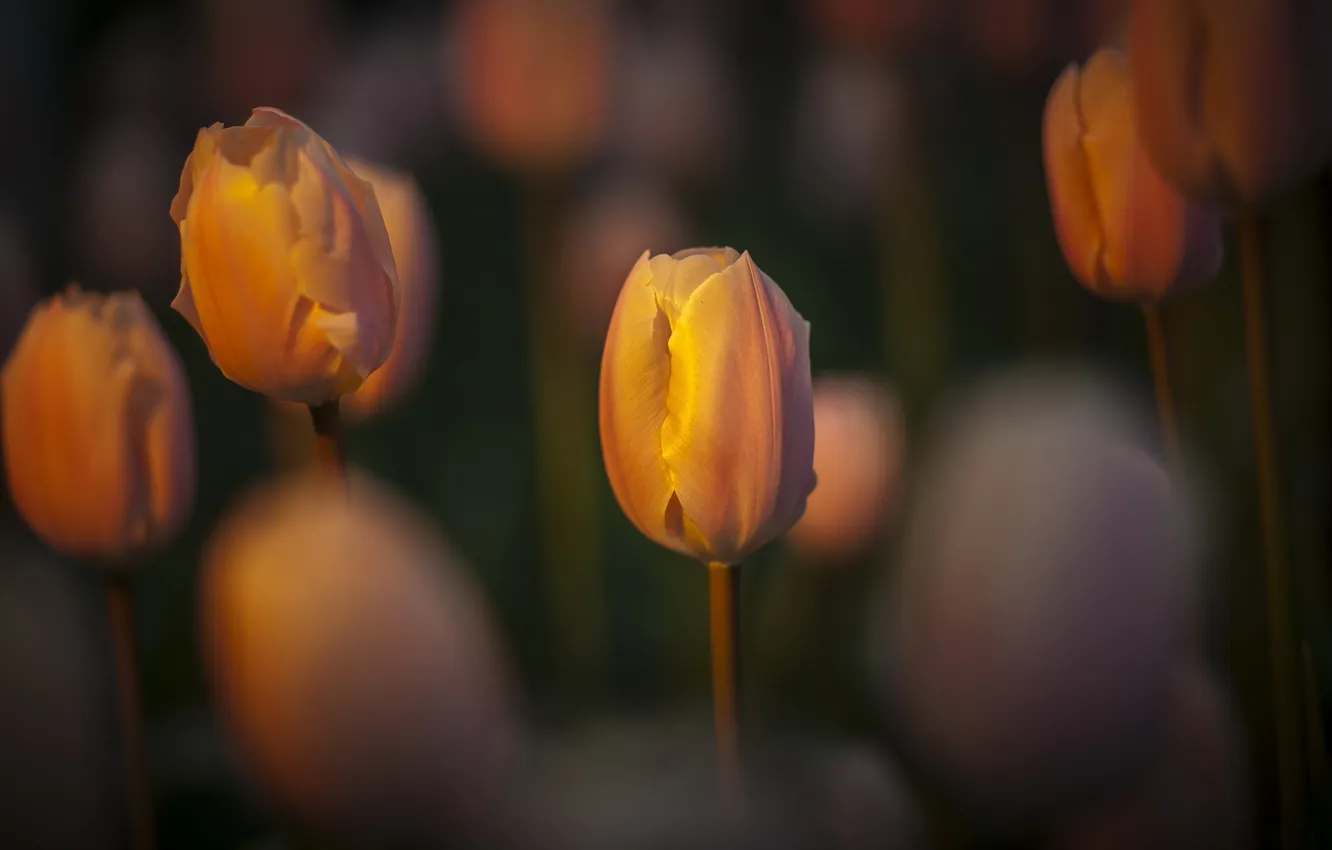 Фото обои свет, природа, тюльпаны