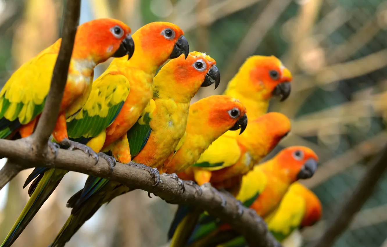 Фото обои багажник, попугаи, красивая, beautiful, birds, птиц, trunk, parrots