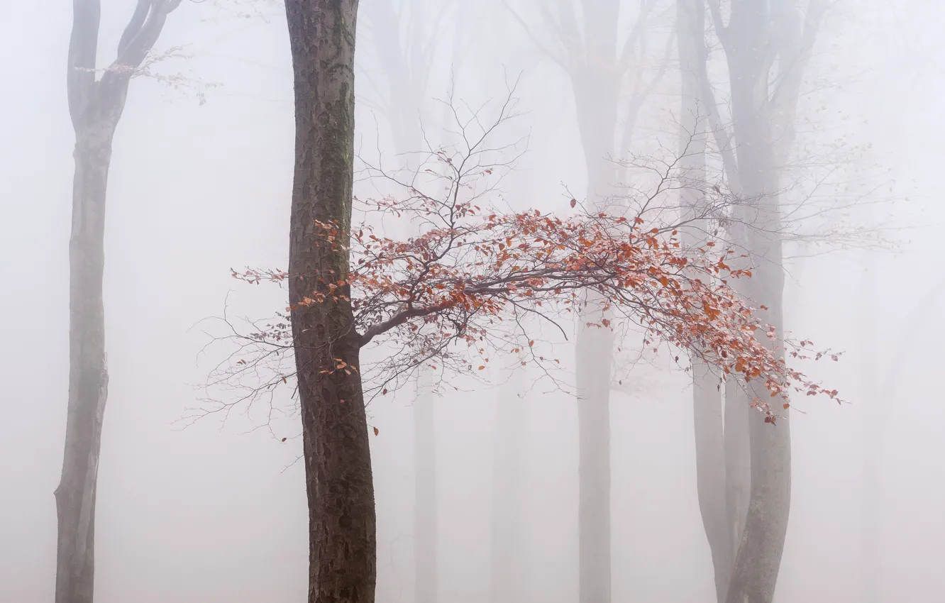 Фото обои осень, туман, дерево