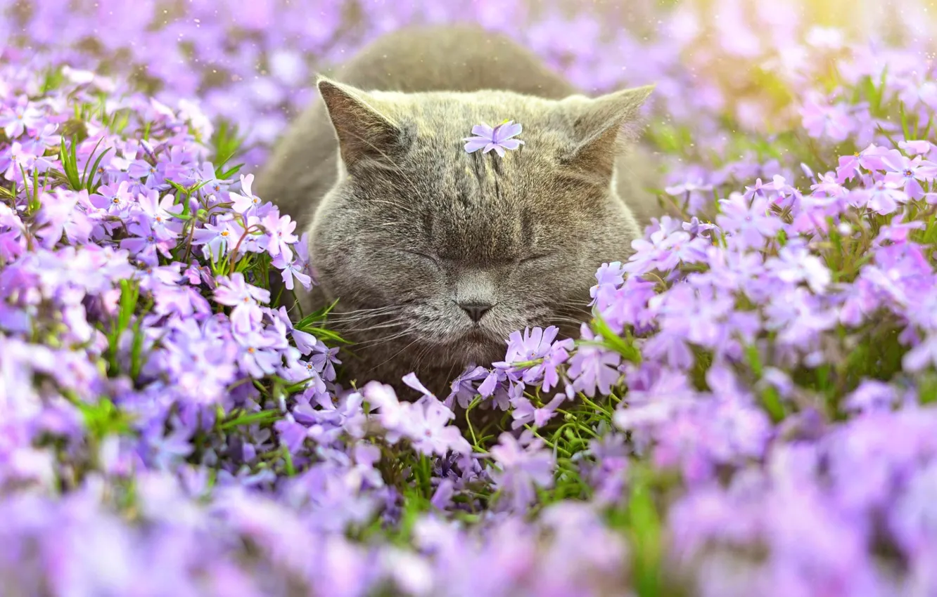 Фото обои кот, цветы, флоксы