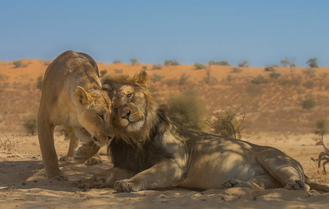 Фото обои любовь, лев, дикие кошки, львы, парочка, львица