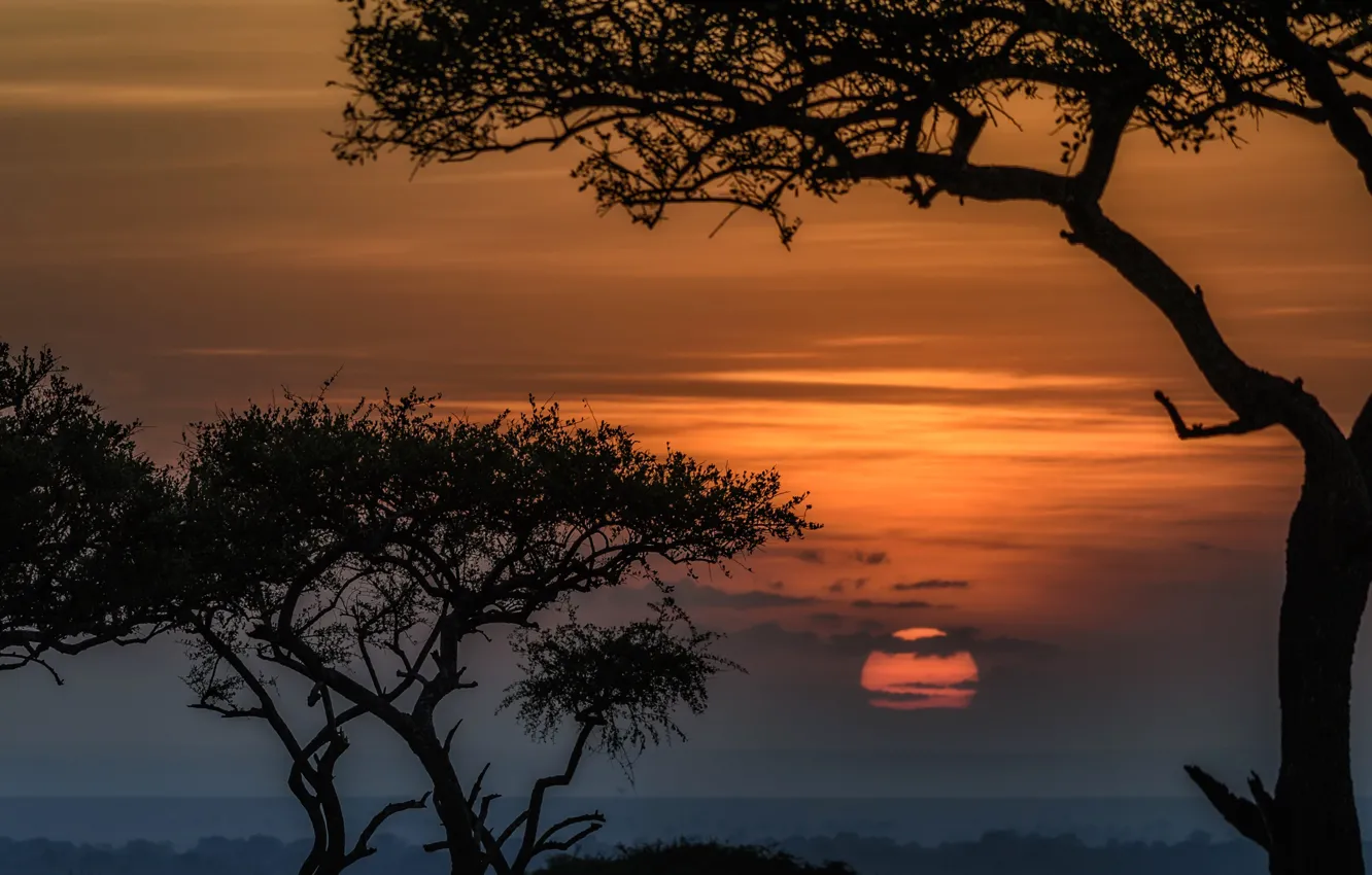Фото обои солнце, деревья, закат, Африка, Кения, заповедник, Масаи-Мара