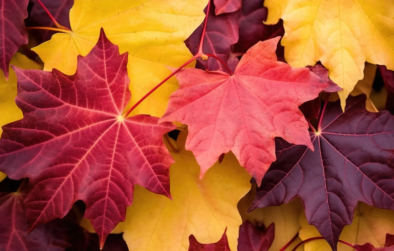 Фото обои осень, листья, фон, colorful, background, autumn, leaves