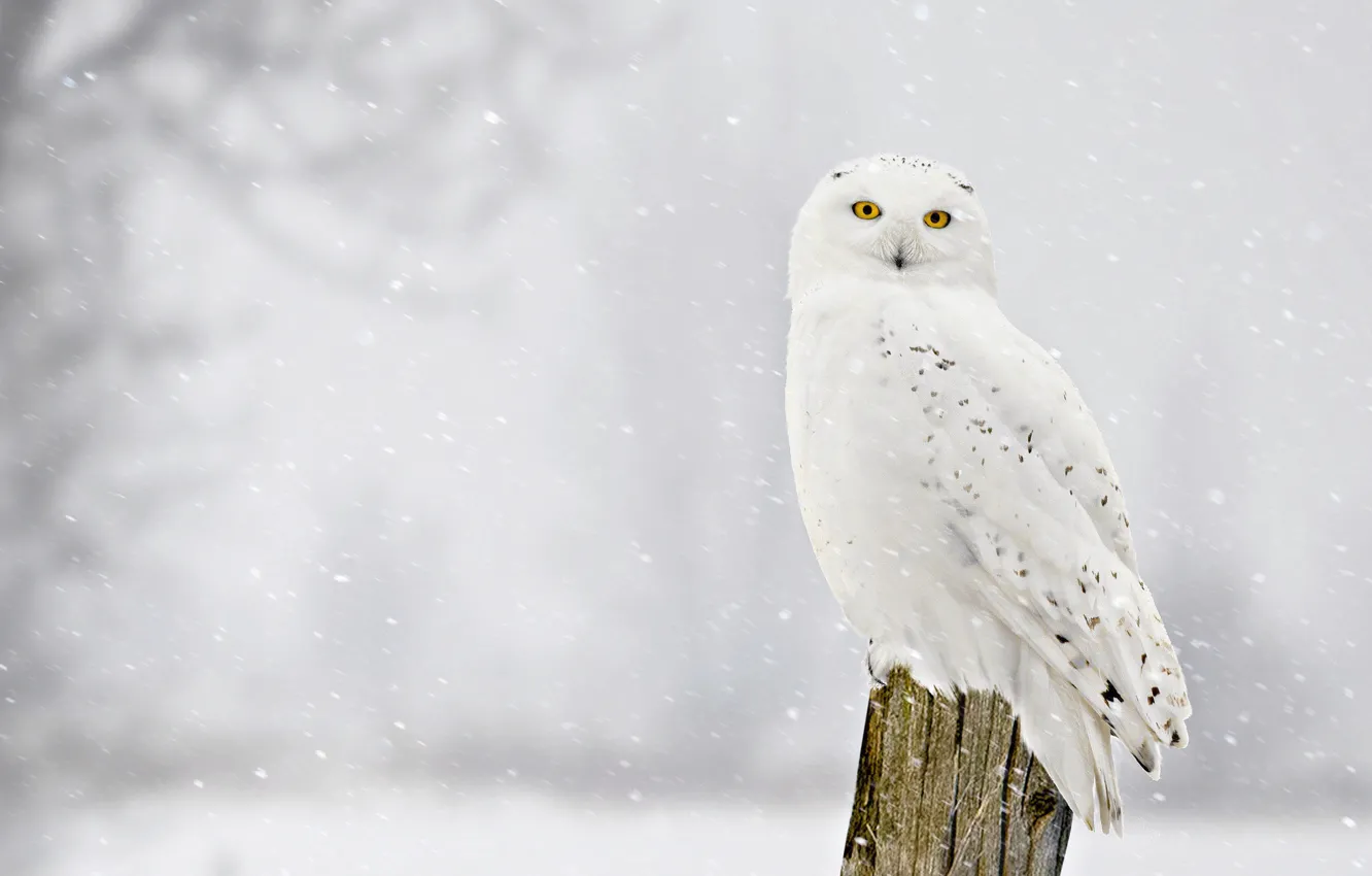 Фото обои зима, взгляд, снег, птица, пень, снегопад, полярная сова